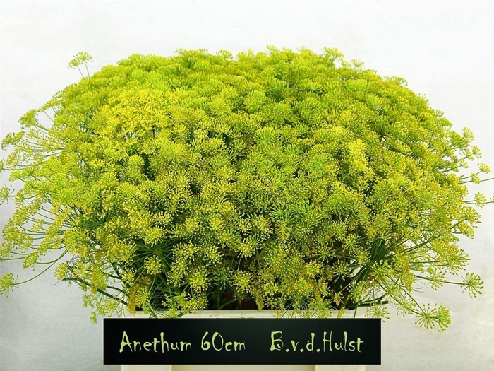 <h4>Anethum Graveolens</h4>