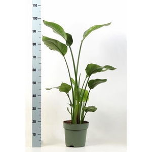 STRELITZIA NICOLAI