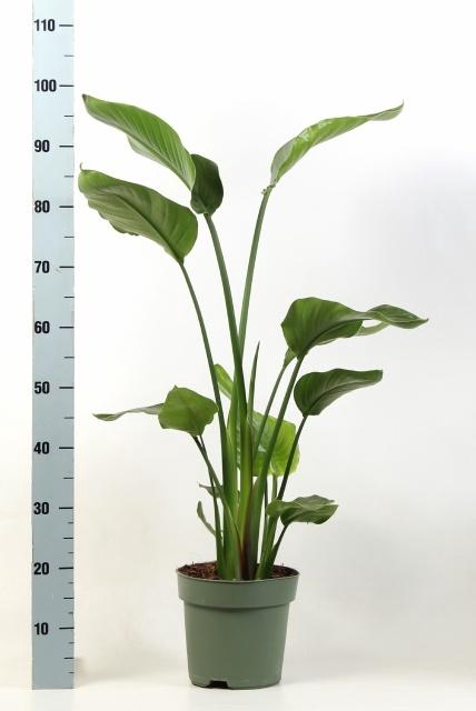 <h4>STRELITZIA NICOLAI</h4>