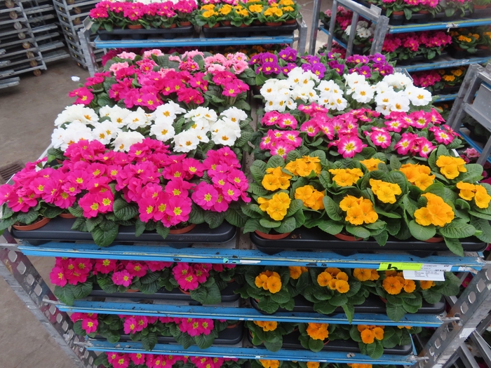 <h4>PRIM AC MIXK</h4>