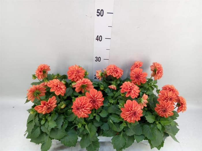 <h4>Dahlia  'Dahlietta Rachel'</h4>