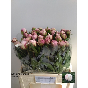 PAEO L GARDENIA