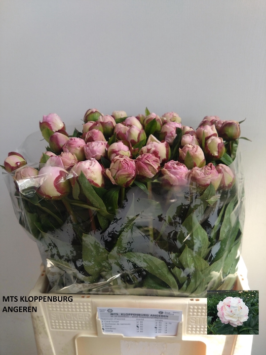 <h4>PAEO L GARDENIA</h4>