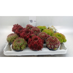 Sempervivum   ...