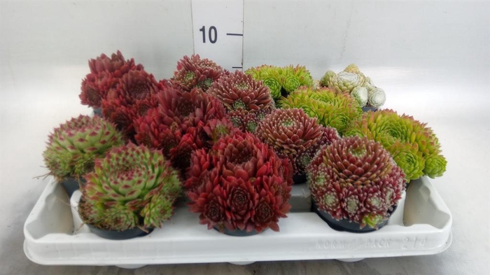 <h4>Sempervivum   ...</h4>