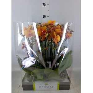 Phalaenopsis   ...orange