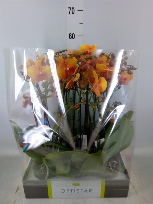 <h4>Phalaenopsis   ...orange</h4>
