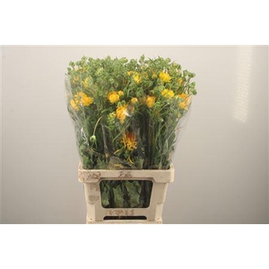 Ran N Moderna Proxima