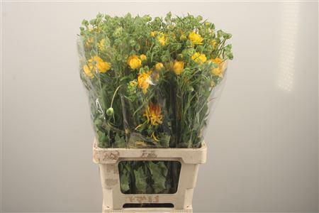 <h4>Ran N Moderna Proxima</h4>