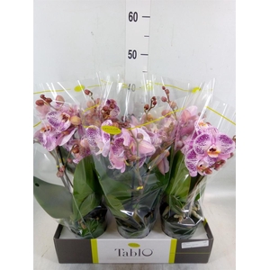 Phalaenopsis   ...rose