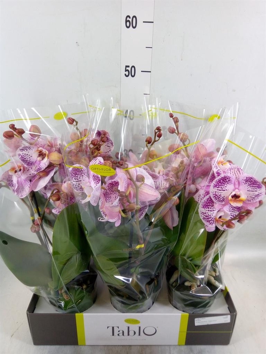 <h4>Phalaenopsis   ...rose</h4>