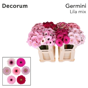 Germini Mix Lila Water