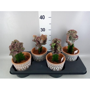 Euphorbia lactea 'Cristata'