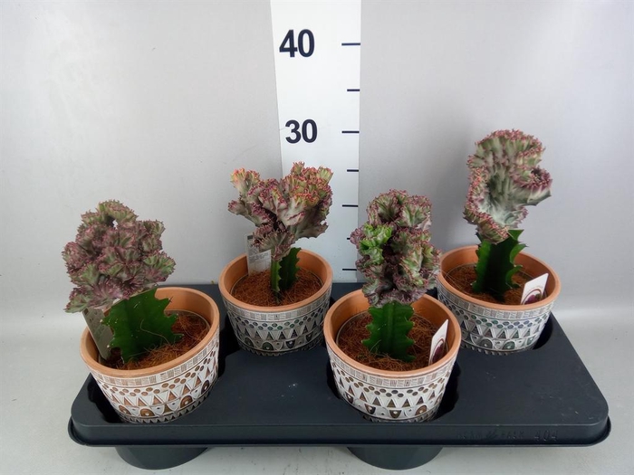 <h4>Euphorbia lactea 'Cristata'</h4>