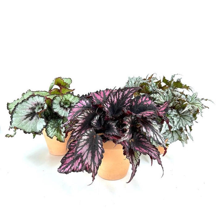 <h4>BEGONIA REX-HYBRID P13,5</h4>