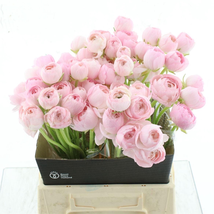 <h4>Ran Su Hanoi Light Pink N L</h4>