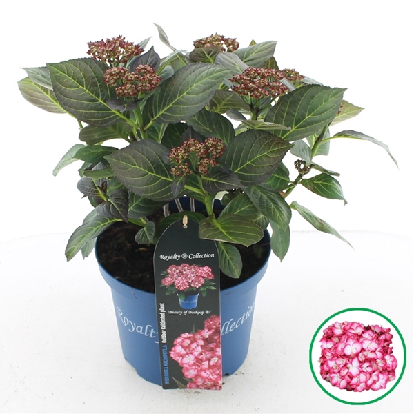 <h4>Hydrangea macr. Royalty® 'Beauty of Boskoop'® C5 (23cm.) Kn.</h4>