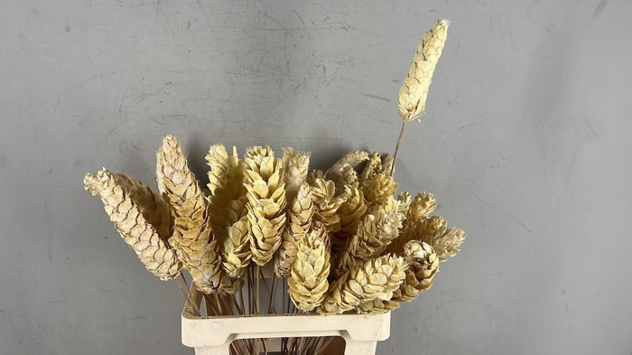 <h4>Stick Strobus Bleached</h4>