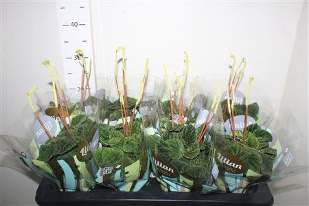 <h4>Pep Ca Lilian</h4>