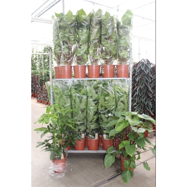 <h4>Mixkar Schefflera Amate & Homalomena</h4>