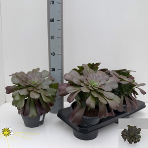 AEONIUM AB VELOURS