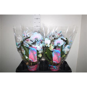 Phal **paint**wonder Of Nature 2 Branhces 18+