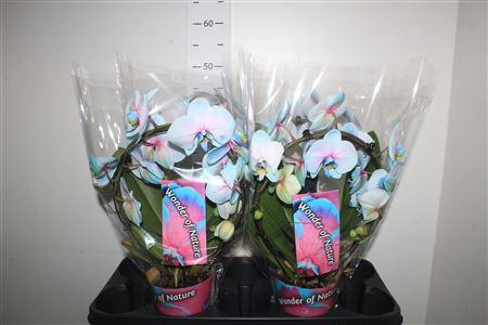 <h4>Phal **paint**wonder Of Nature 2 Branhces 18+</h4>