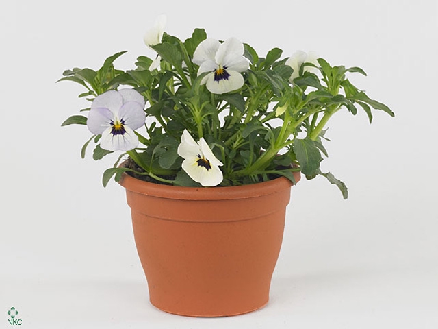 VIO CO TW WHITE+ EYE