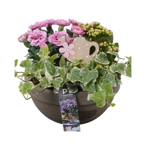 PTPP2551 Arrangement Patio Plants in terracotta schaal