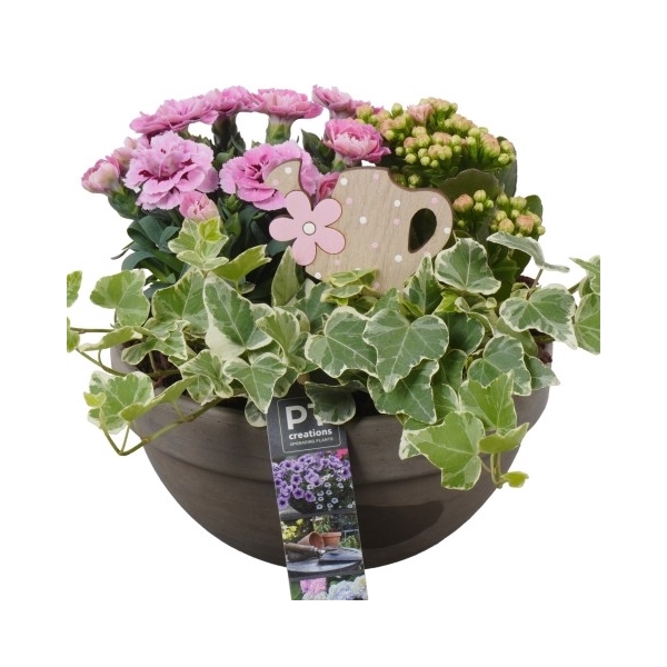 <h4>PTPP2551 Arrangement Patio Plants in terracotta schaal</h4>