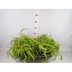 Chlorophytum com. 'Bonnie'