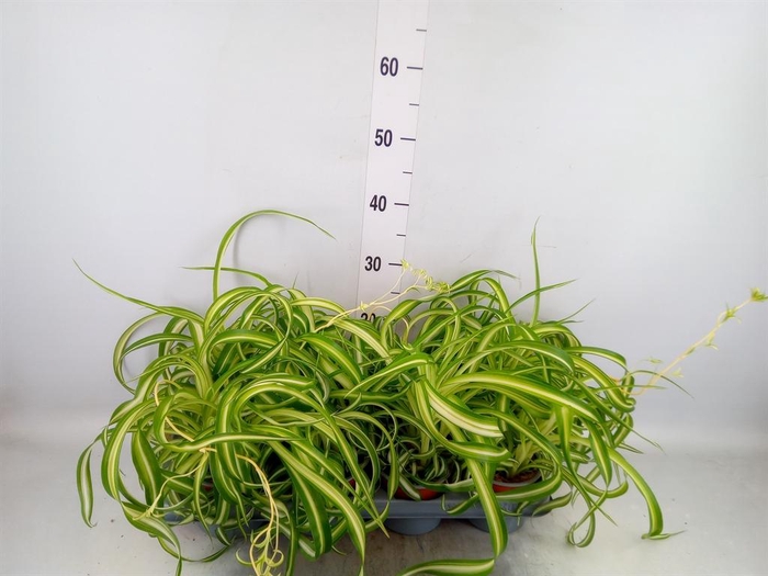 <h4>Chlorophytum com. 'Bonnie'</h4>