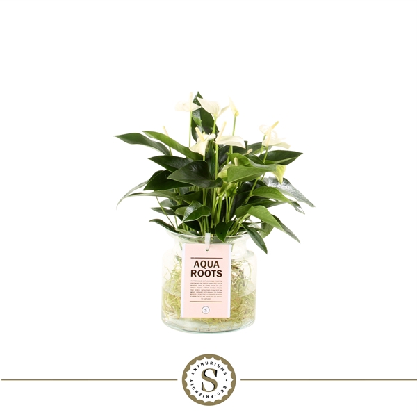 <h4>Aqua Roots Small Glas White Champion</h4>