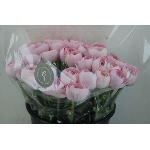 Ran Cloni Sup Lady Hanoi Pink