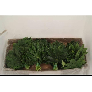 FATSIA JAPONICA BLAD 30 CM X50