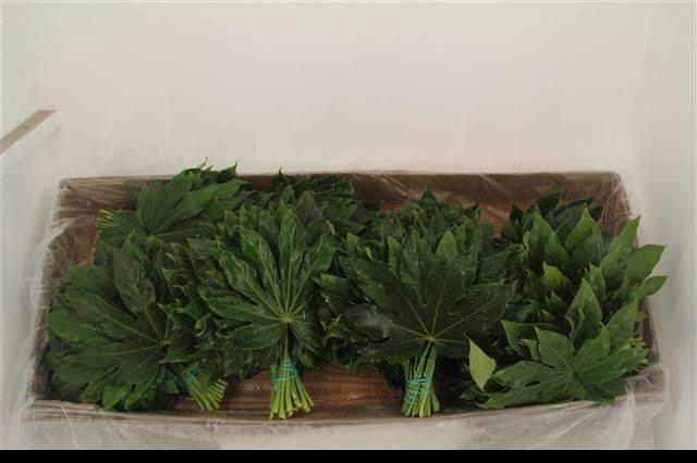 <h4>FATSIA JAPONICA BLAD 30 CM X50</h4>