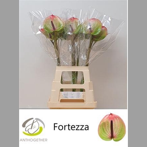 Anth A Fortezza
