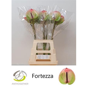 ANTH A FORTEZZA