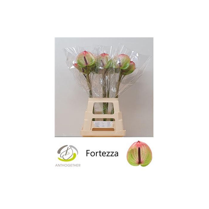 <h4>Anth A Fortezza</h4>