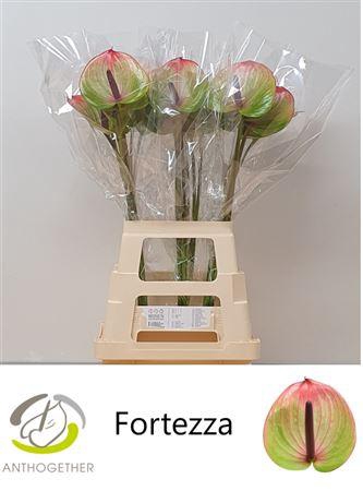 <h4>Anth A Fortezza</h4>