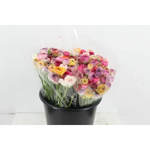 RAN ELEGANCE CAPPUCCINO TIGER