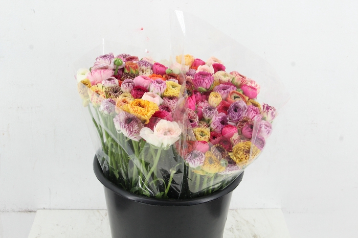 <h4>RAN ELEGANCE TIGRE</h4>