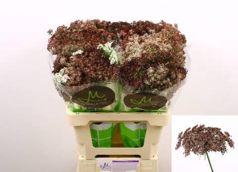 <h4>DAUCUS CAROTA DARA</h4>