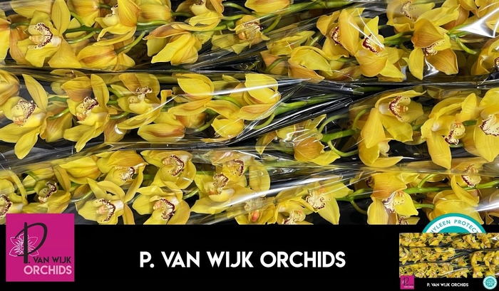 <h4>CYMB T DAY DREAM</h4>