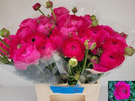 <h4>Ran Thom Bonbon</h4>