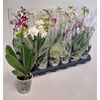 Phal Gem 4 Kl 2 Branches 14+