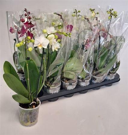 Phal Gem 4 Kl 2 Branches 14+