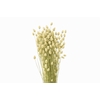 Dried Phalaris Natural X5 Bunch