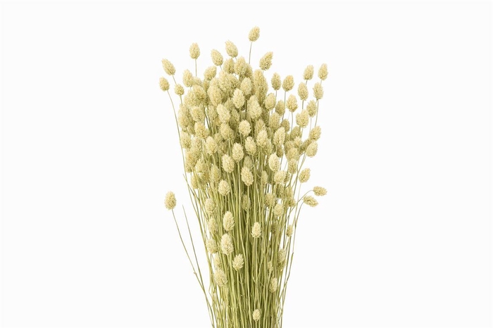 Dried Phalaris Natural X5 Bunch