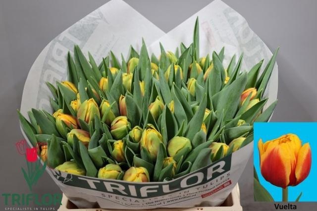 <h4>TU DU VUELTA</h4>